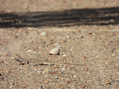 Pogona barbata