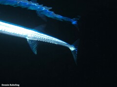 Platybelone argalus
