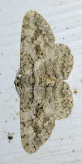 Iridopsis defectaria