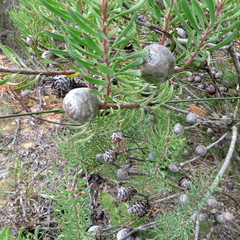 Leucadendron galpinii