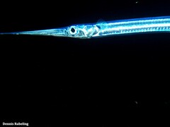 Platybelone argalus