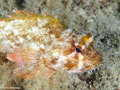 Scorpaena maderensis