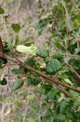 Correa glabra