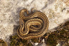 Vipera seoanei
