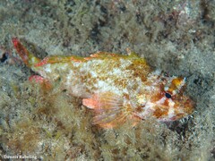 Scorpaena maderensis