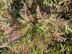 Tanacetum vulgare boreale