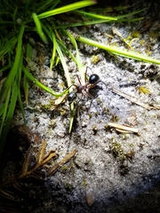 Camponotus intrepidus