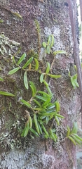 Bulbophyllum schillerianum