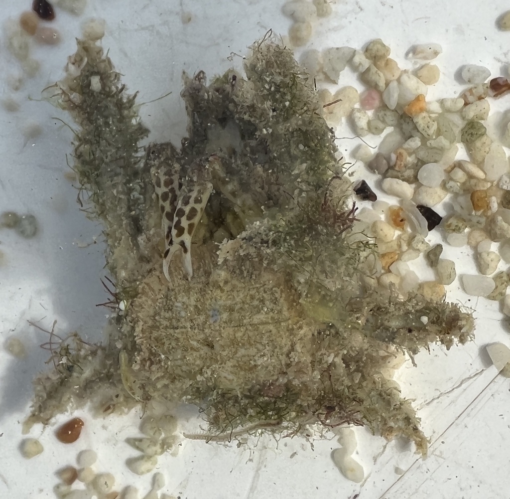 Speck-claw Decorator Crab