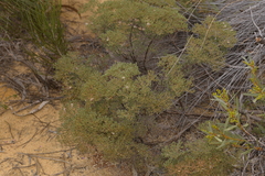 Verticordia monadelpha