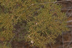 Verticordia monadelpha