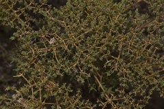 Verticordia monadelpha