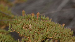 Verticordia monadelpha