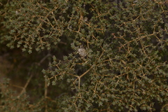 Verticordia monadelpha