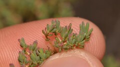 Verticordia monadelpha