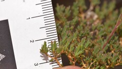 Verticordia monadelpha