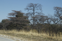 Combretum