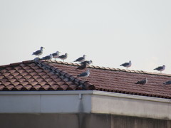 Larus californicus