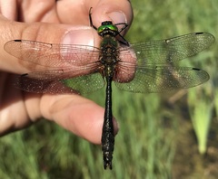 Cordulia aenea aenea