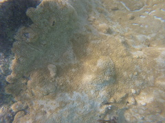 Palythoa caribaeorum