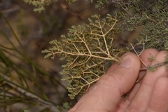 Verticordia monadelpha