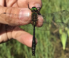 Cordulia aenea aenea