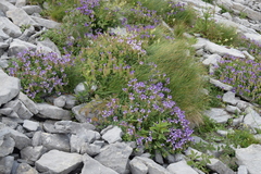 Scutellaria alpina