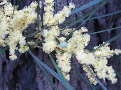 Acacia mucronata longifolia
