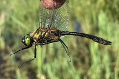 Cordulia aenea aenea