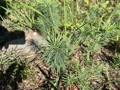 Euphorbia cyparissias