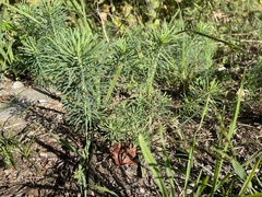 Euphorbia cyparissias