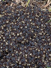 Dolichoderus doriae