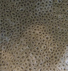 Palythoa caribaeorum