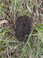Dolichoderus doriae