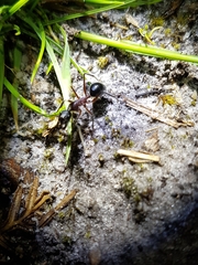 Camponotus intrepidus