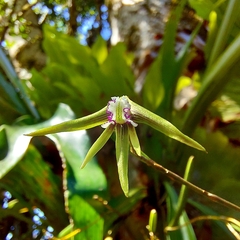Dendrobium schoeninum