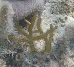 Pterogorgia citrina