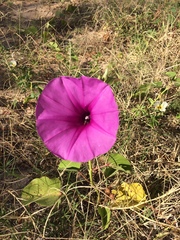Ipomoea asarifolia