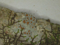 Lecanora cinereofusca
