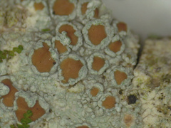 Lecanora cinereofusca