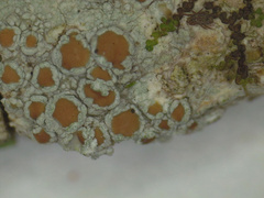 Lecanora cinereofusca