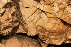 Iberolacerta monticola