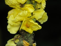 Verbascum phlomoides