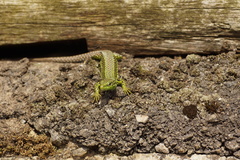 Iberolacerta monticola