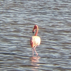 Phoenicopterus ruber