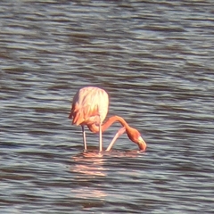 Phoenicopterus ruber