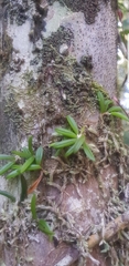 Bulbophyllum