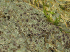 Rinodina ascociscana