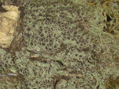 Rinodina ascociscana