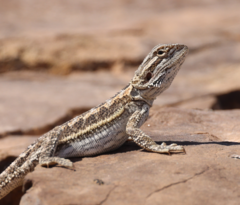 Pogona vitticeps